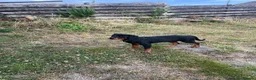 Rottweiler dogs for sale: Rottweiler puppies for show & breeding - Advert 16
