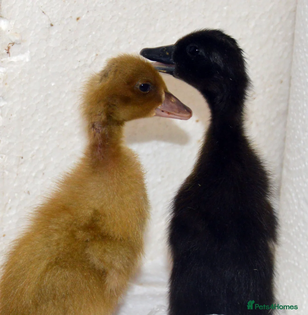 Ducks poultry for sale: Pure bred Ducklings Sexed: IR,Campbell,Harlequin - Advert 3