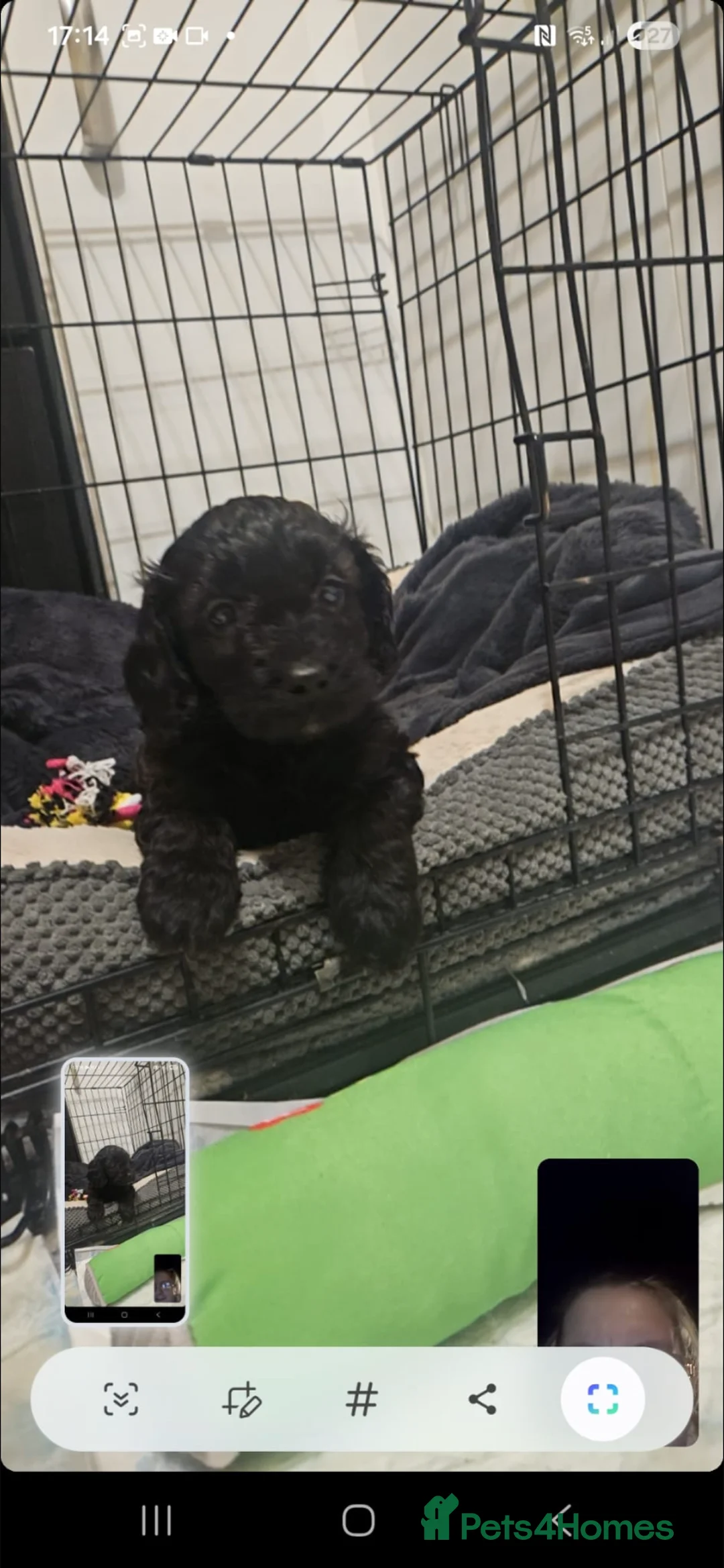 Cavapoo dogs for sale: Beautiful cavapoo puppy - Advert 11