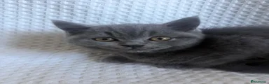 British Shorthair 1