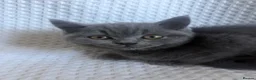British Shorthair cats for sale: TWO British Shorthair kittens 🐱  in Basildon - Advert 9