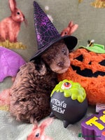 Cockapoo dogs - Advert 10