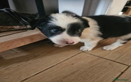 Border Collie dogs for sale: 5 border collie pups - Image 2