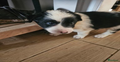 Border Collie dogs - Advert 1