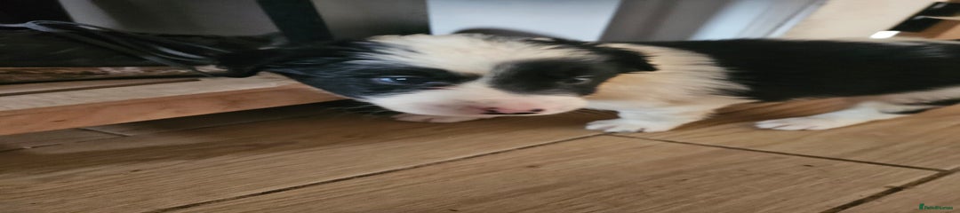 Border Collie Puppy 4