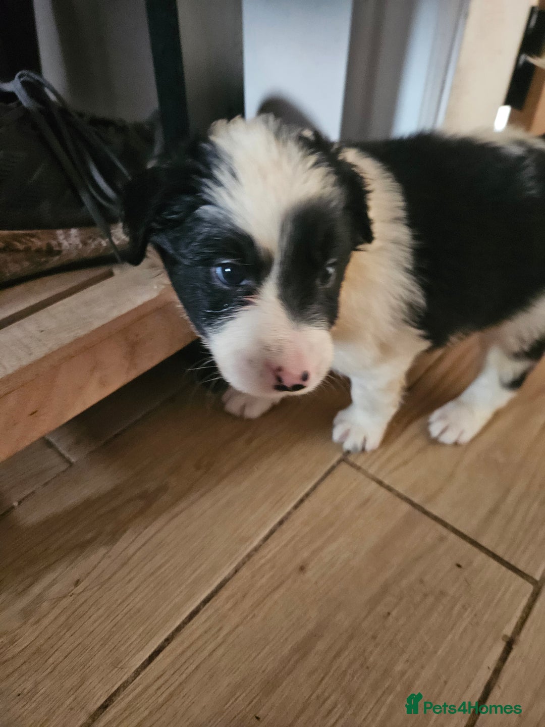 Border Collie dogs for sale: 5 border collie pups - Image 2