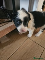 Border Collie dogs - Advert 1