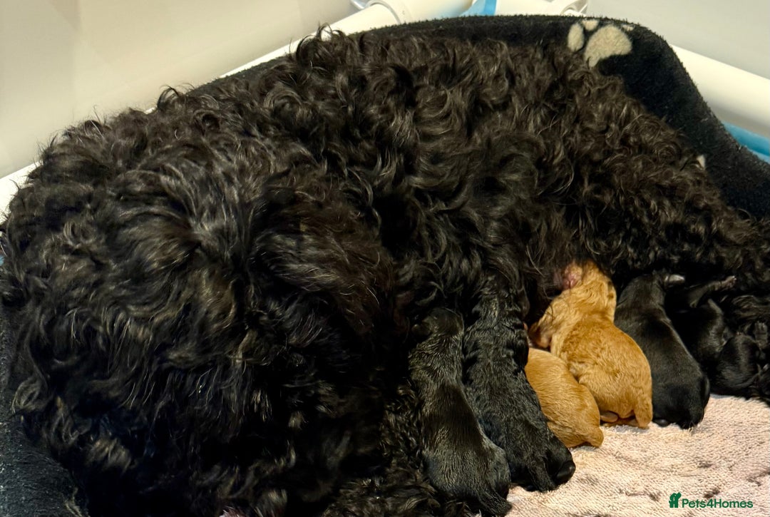 Mixed Breed dogs for sale: Cockapoo's - Image 6