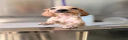 Labradoodle dogs for sale: DNA health tested parents of stunning labradoodles in Ware - Advert 30