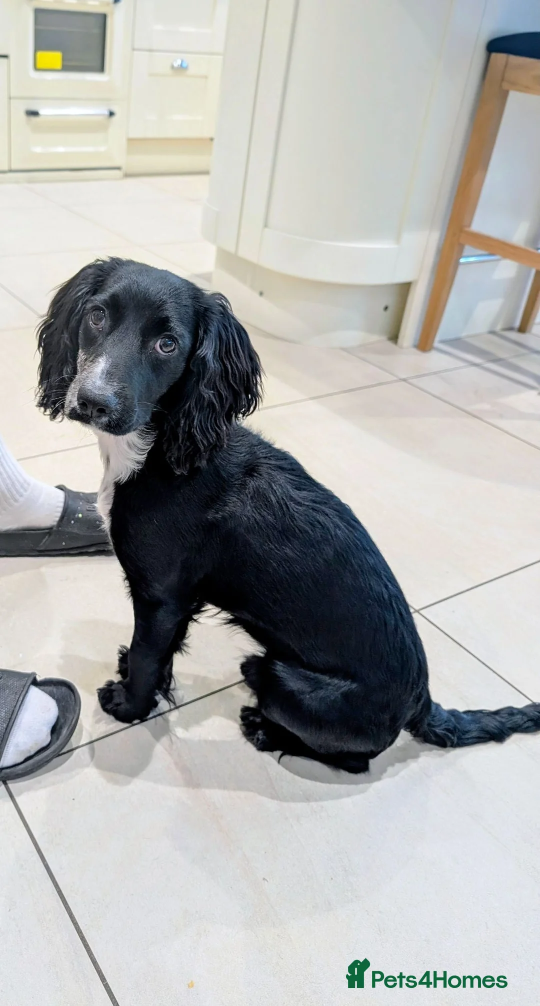 Cocker Spaniel dogs for sale: 7 months old Cocker spaniel  - Advert 2