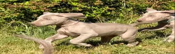 Weimaraner dogs for sale: Handsome male KC Registered Weimaraner pups  - Advert 12