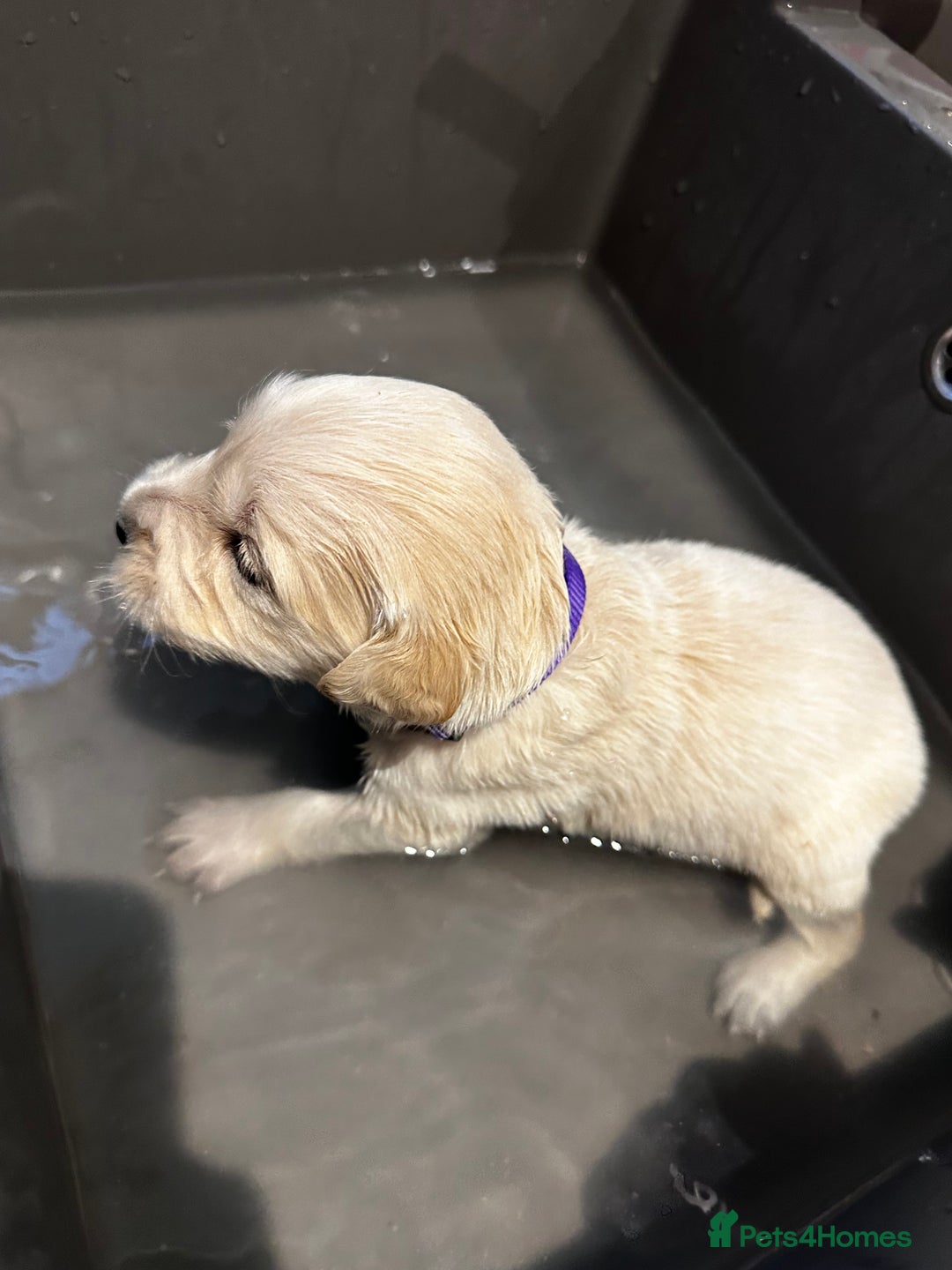 Golden Retriever dogs for sale: Daisy’s first litter - Advert 18