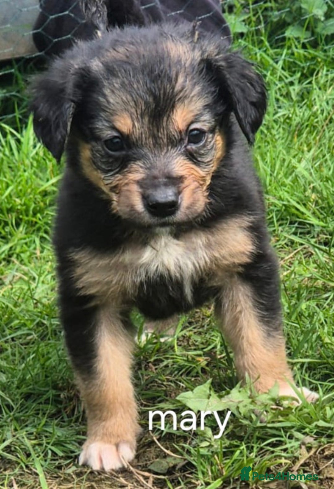 Mixed Breed dogs for sale: Golden Retrievers X Red & White Boarder Collie - Image 6