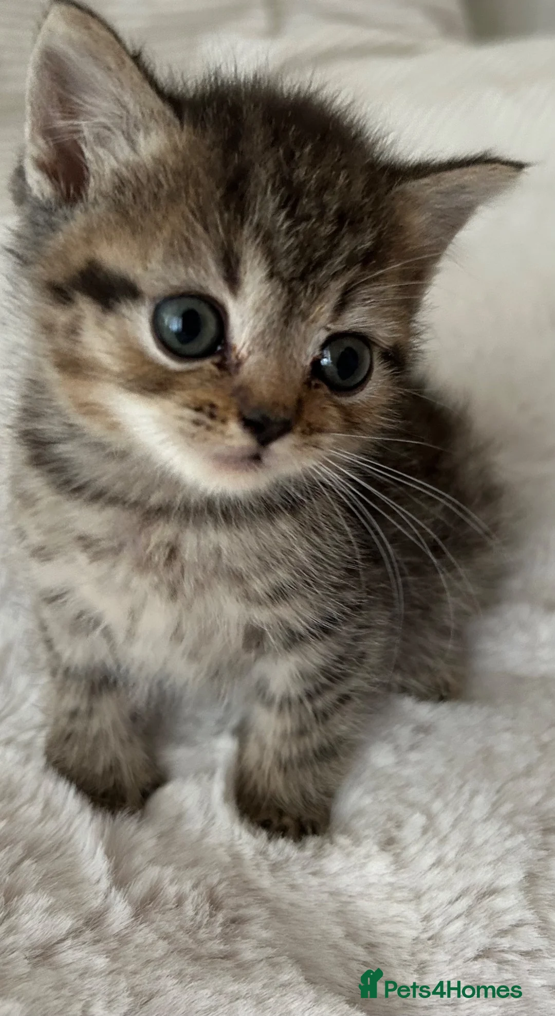 British Shorthair cats for sale: British short hair x exotic shorthair  - Advert 20