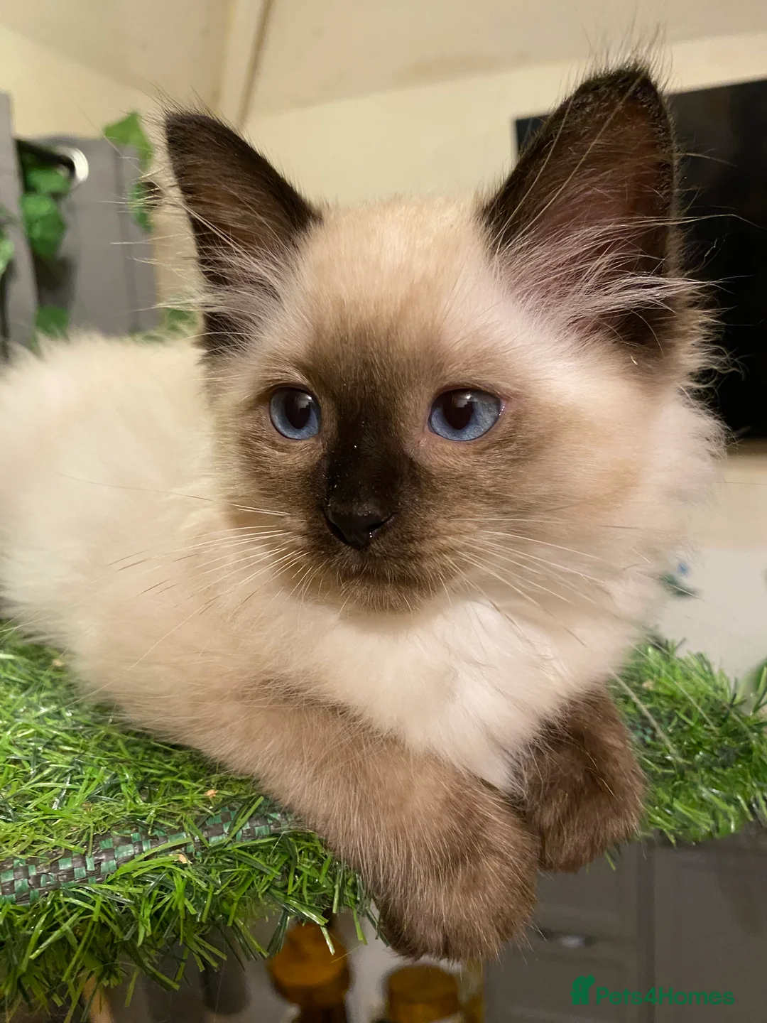 Ragdoll cats for stud: Active gccf stud chocolate carrier seal point  - Advert 12