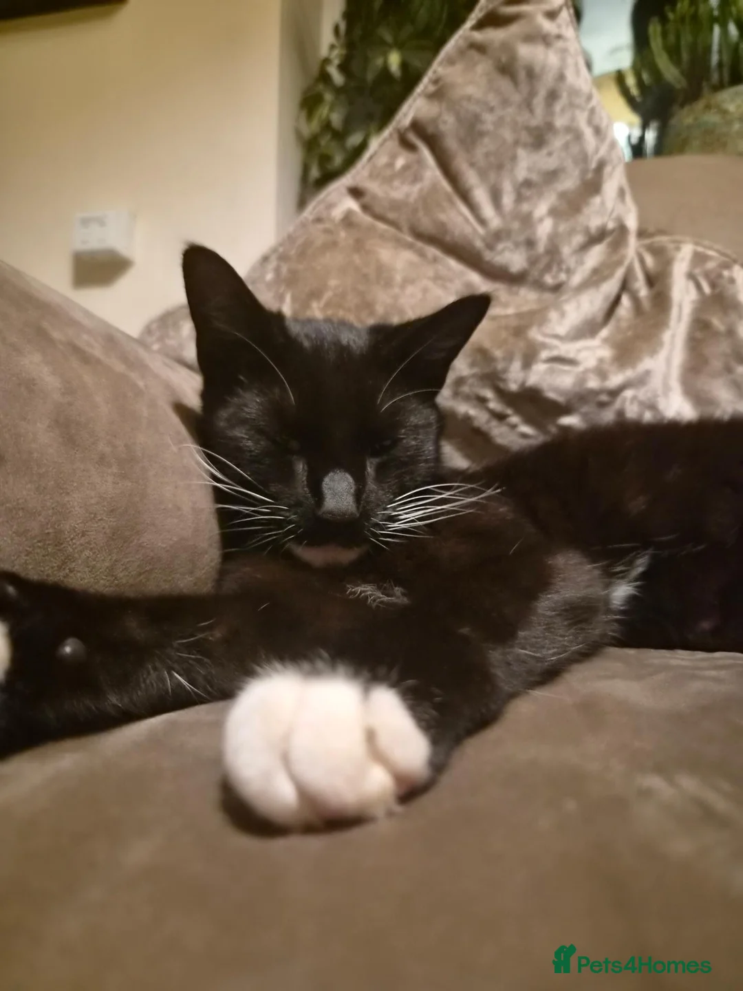Mixed Breed cats for sale: 4 beautiful kittens (unsure of sex currently)  in Boston - Advert 22