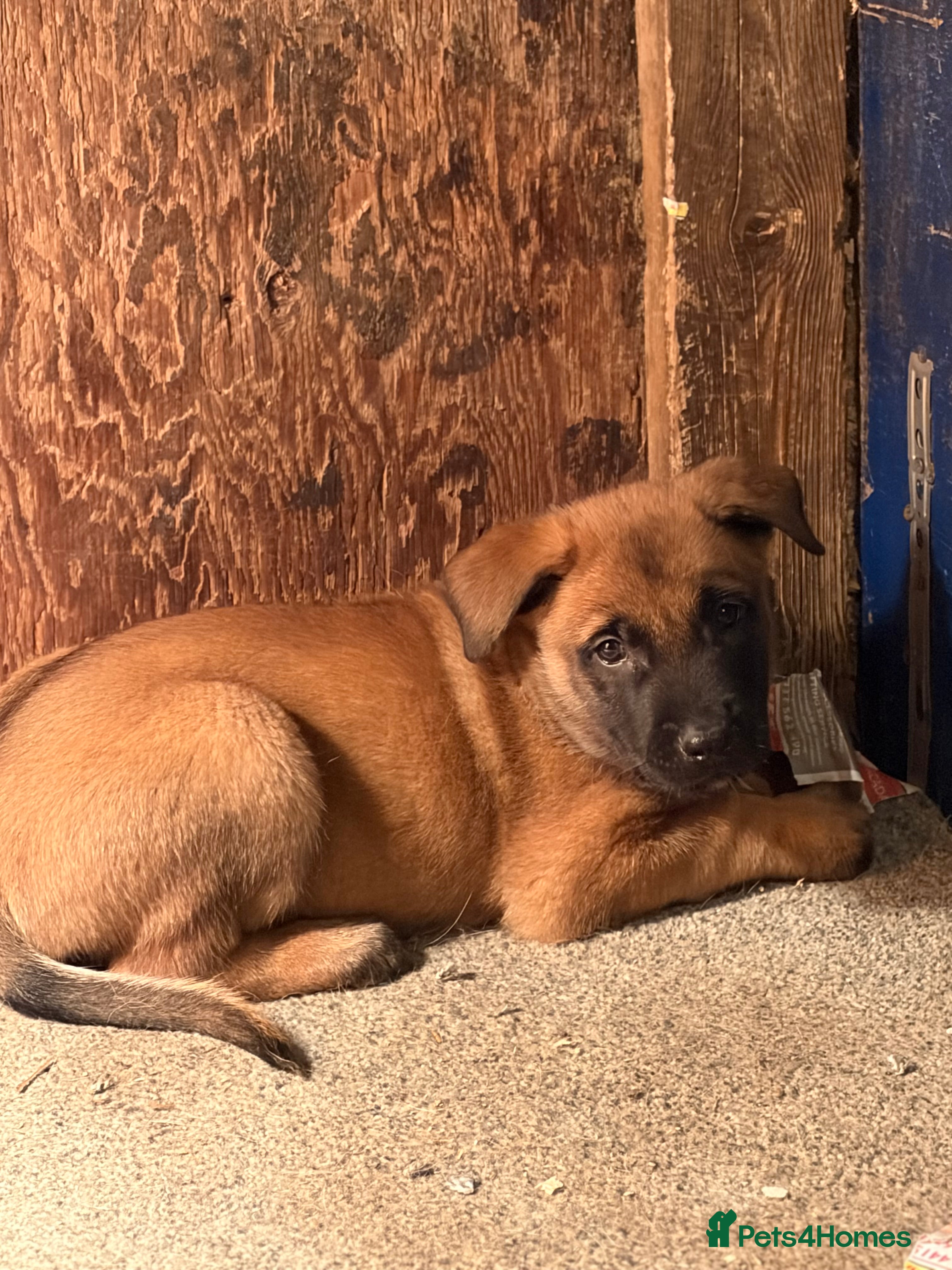 Belgian Shepherd Dog dogs Belgian Malinois puppies  - Advert 2