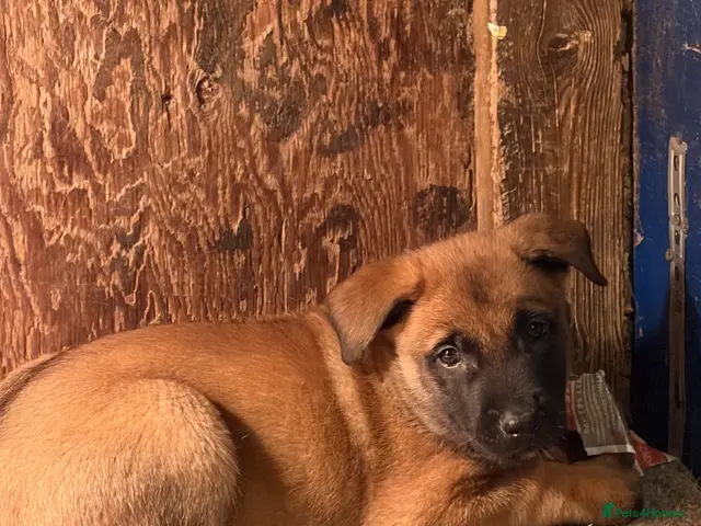 Belgian Shepherd Dog dogs Belgian Malinois puppies - Advert 2