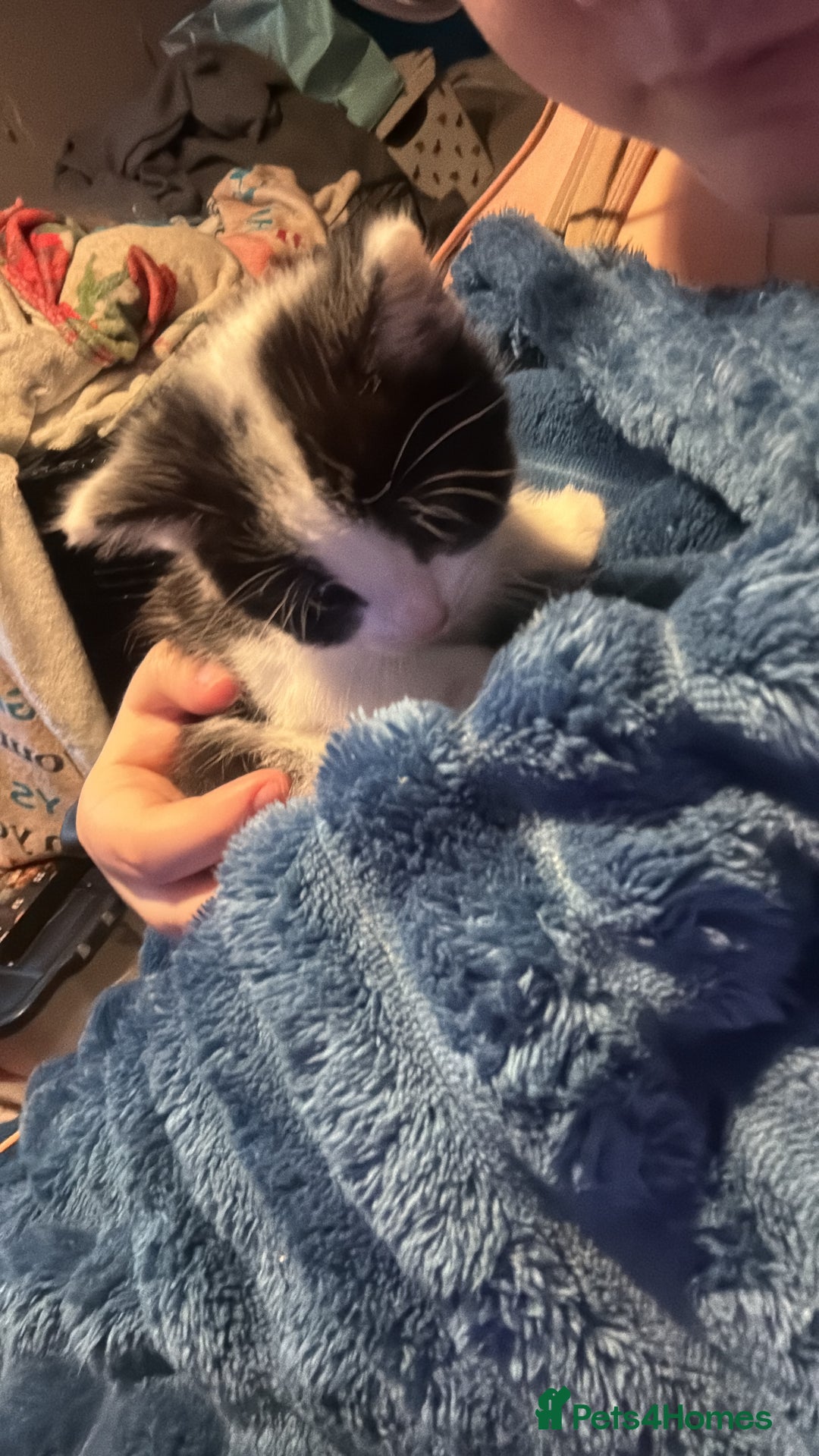 Mixed Breed cats for sale: Beautiful black and white female  - Advert 4