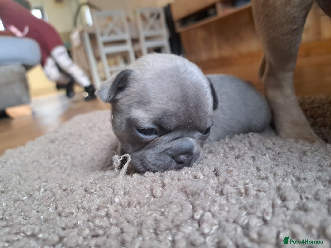 French Bulldog dogs for sale: French bulldog puppies  - Advert 7