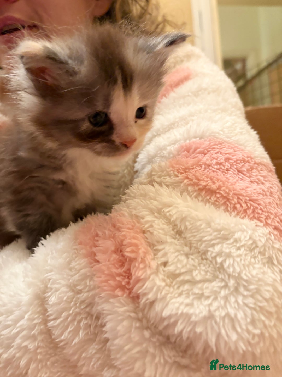Maine Coon cats for sale: 6th Gen GCCF Pedigree Maine Coon Kitten - Advert 7