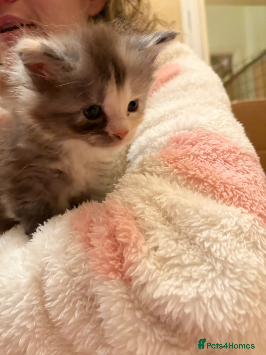 Maine Coon cats for sale: 6th Gen GCCF Pedigree Maine Coon Kitten - Advert 14
