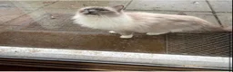 Ragdoll cats for sale: Ragdoll X British Shorthair READY NOW - Advert 7
