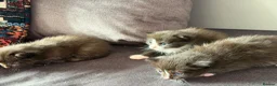 Ragdoll cats for sale: Mix kittens (ragdoll mom) - Advert 7