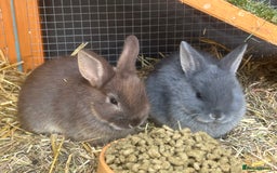 Netherland Dwarf rabbits for sale: 6 x netherland dwarfs for sale  - Image 2