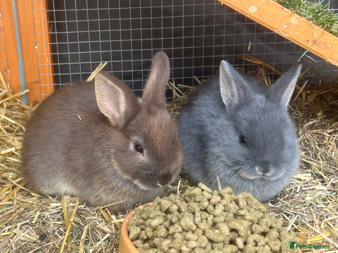 Netherland Dwarf rabbits for sale: 6 x netherland dwarfs for sale  - Image 2