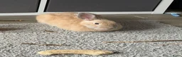 Mixed Breed rabbits for sale: Maverick & Goose - Advert 2