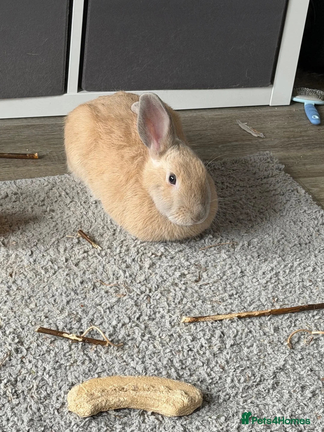 Mixed Breed rabbits for sale: Maverick & Goose - Advert 2
