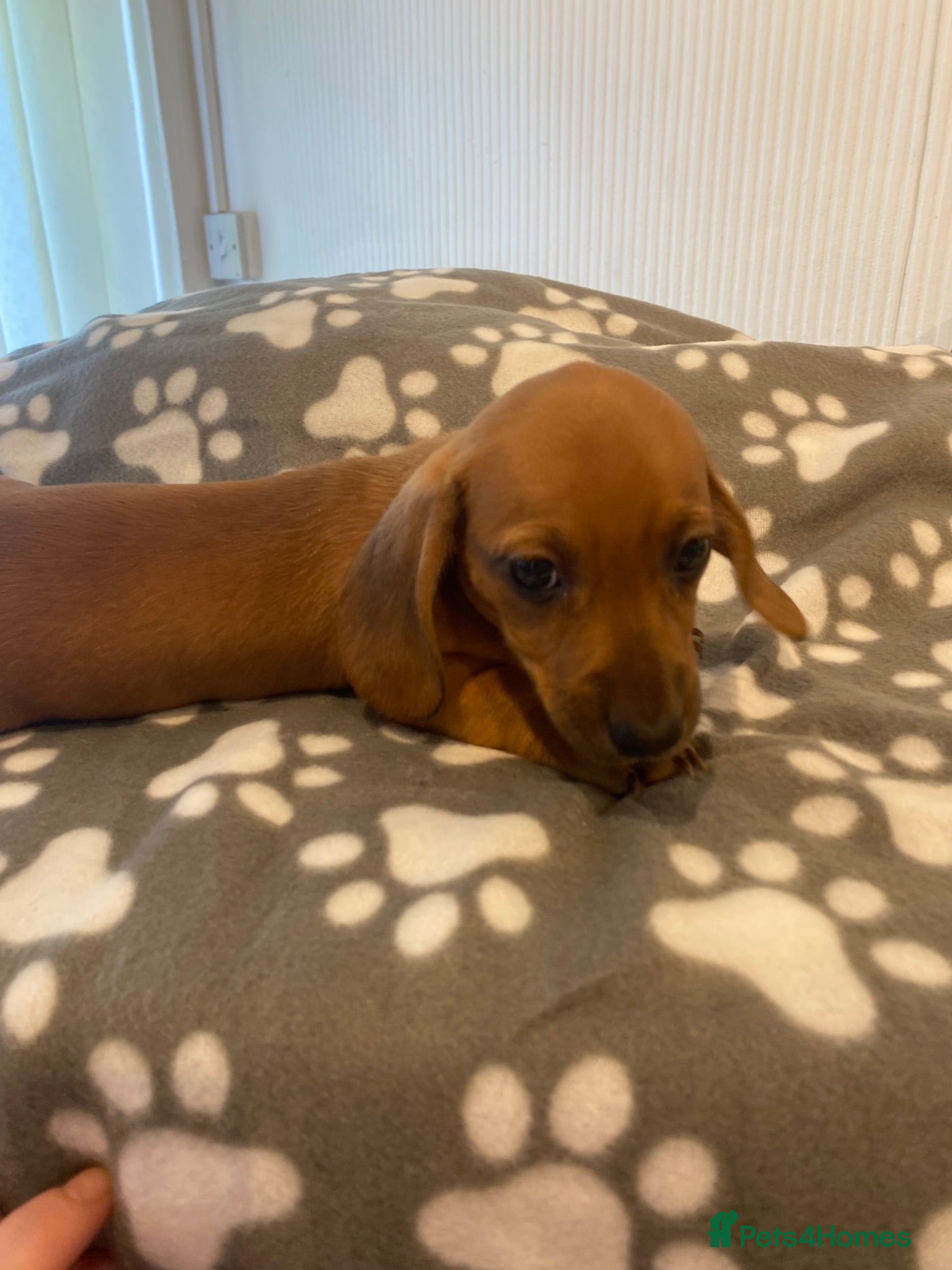 Dachshund dogs Beautiful pure dachshund puppies - Advert 3