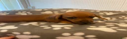 Dachshund dogs for sale: Beautiful male puppies - Advert 2