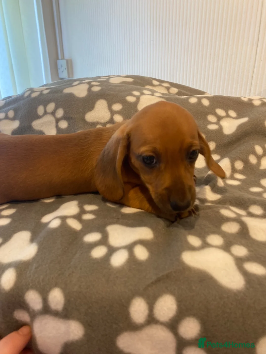 Dachshund dogs for sale: Beautiful male puppies - Advert 2