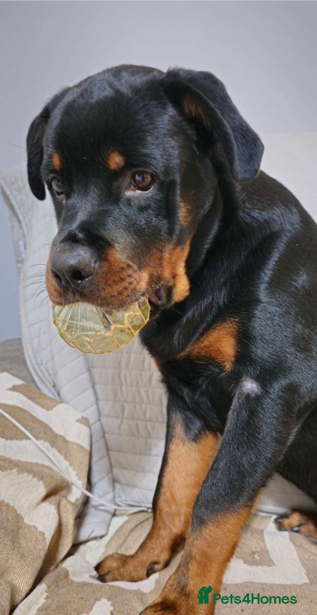 Rottweiler dogs Superb European Rottweiler  - Advert 3