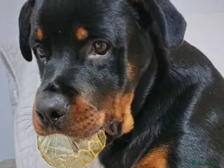 Rottweiler dogs Superb European Rottweiler - Advert 3