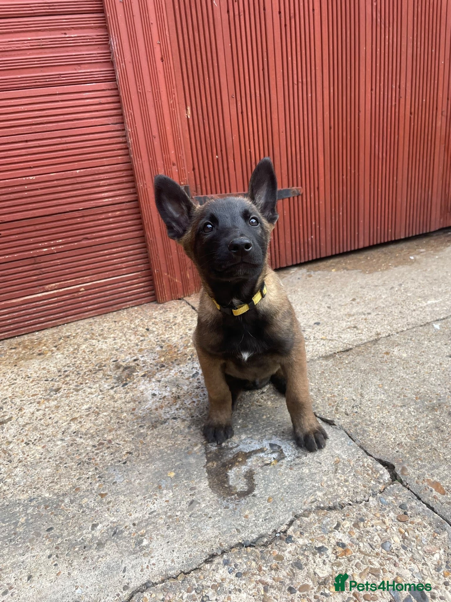 Belgian Shepherd Dog dogs  BELGIAN MALINOIS PUPPIES AVAILABLE - Advert 2