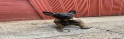 Belgian Shepherd Dog dogs for sale: 4 BELGIAN MALINOIS PUPPIES AVAILABLE - Advert 2