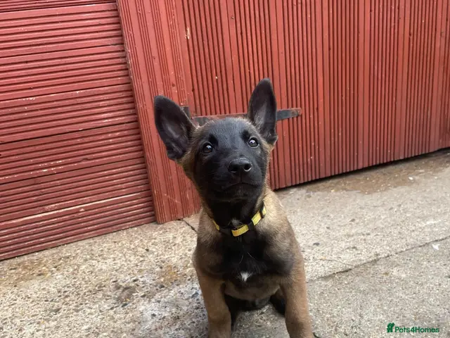 Belgian Shepherd Dog dogs 4 BELGIAN MALINOIS PUPPIES AVAILABLE - Advert 2