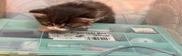 Mixed Breed cats for sale: Adorable Fluffy Kittens for Sale 6-8 in Nottingham - Advert 19