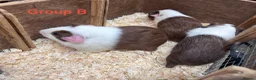 Guinea Pig rodents for sale: Young Male / Boar Dutch Guinea pigs - Advert 16