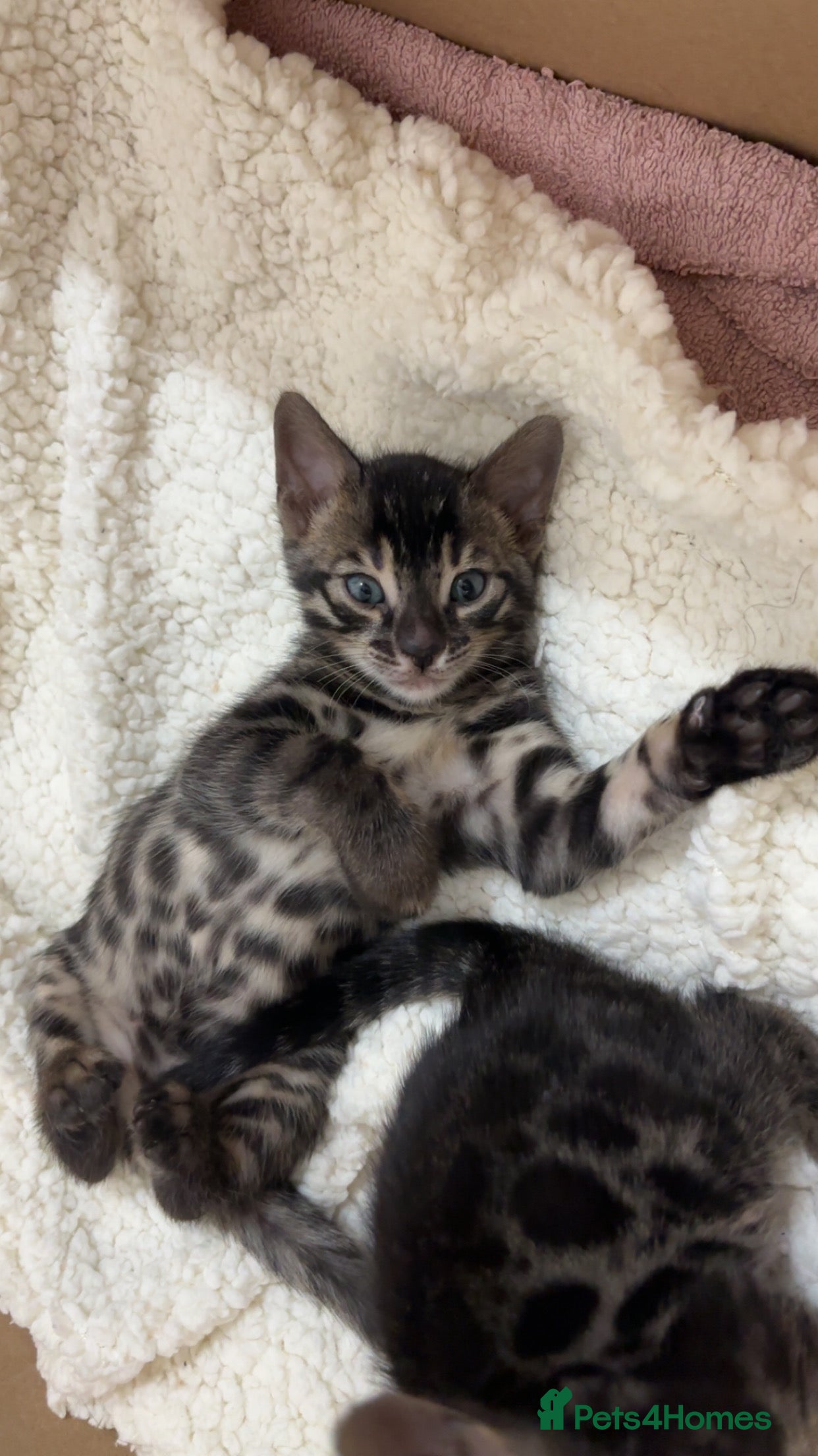 Bengal cats 🌟pedigree bengal kittens🌟 - Advert 10