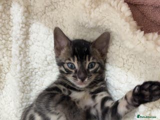 Bengal cats 🌟pedigree bengal kittens🌟 - Advert 10