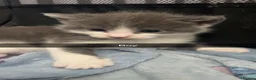 Burmese cats for sale: Kittens  - Advert 3