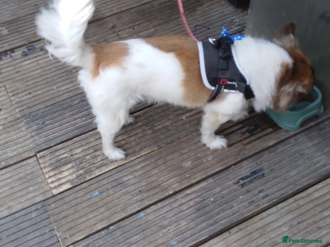 Mixed Breed dogs for sale: Hi selling my male chi,jackrusell in Stevenage - Image 8