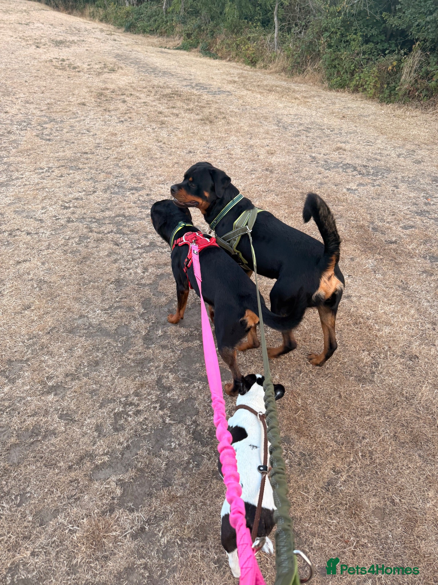 Rottweiler dogs Rottweiler pup - Advert 5