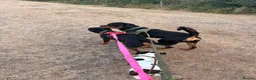 Rottweiler dogs for sale: Rottweiler pup - Advert 1