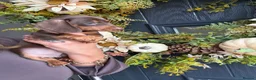 Miniature Dachshund dogs for sale: Beautiful Kc Reg miniature dachshunds  - Advert 22