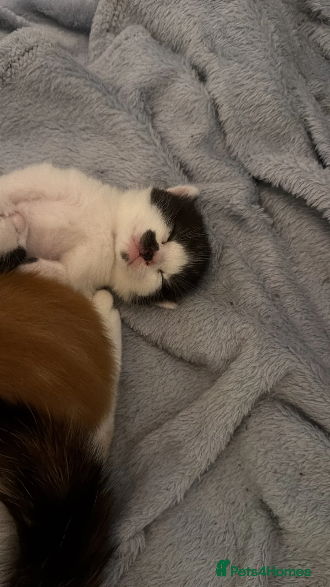 Mixed Breed cats for sale: 4 little kittens 🐱  - Advert 12